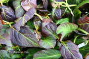 - Hydrangea macrophylla 'Miss Saori' Dark Foliage Hydrangea - Mr Maple │ Buy Japanese Maple Trees
