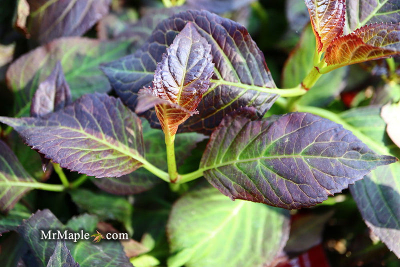 - Hydrangea macrophylla 'Miss Saori' Dark Foliage Hydrangea - Mr Maple │ Buy Japanese Maple Trees