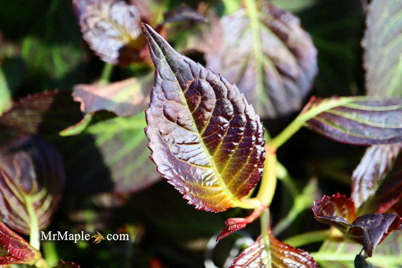 - Hydrangea macrophylla 'Miss Saori' Dark Foliage Hydrangea - Mr Maple │ Buy Japanese Maple Trees