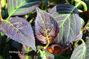 - Hydrangea macrophylla 'Miss Saori' Dark Foliage Hydrangea - Mr Maple │ Buy Japanese Maple Trees
