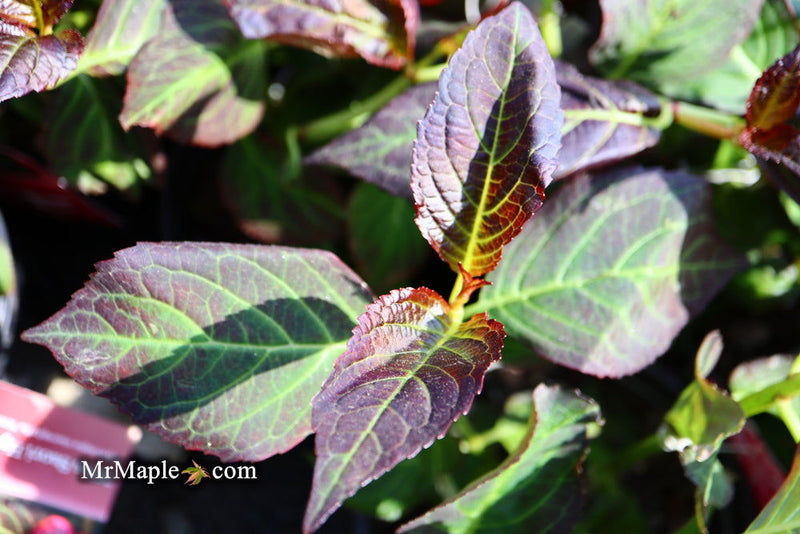 - Hydrangea macrophylla 'Miss Saori' Dark Foliage Hydrangea - Mr Maple │ Buy Japanese Maple Trees