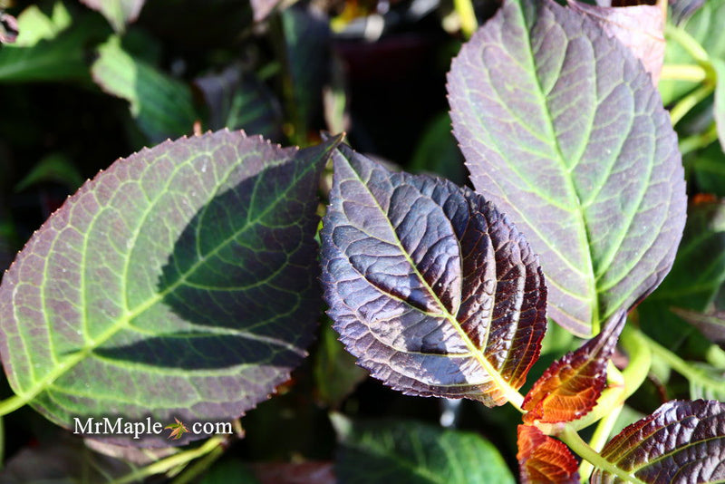 - Hydrangea macrophylla 'Miss Saori' Dark Foliage Hydrangea - Mr Maple │ Buy Japanese Maple Trees