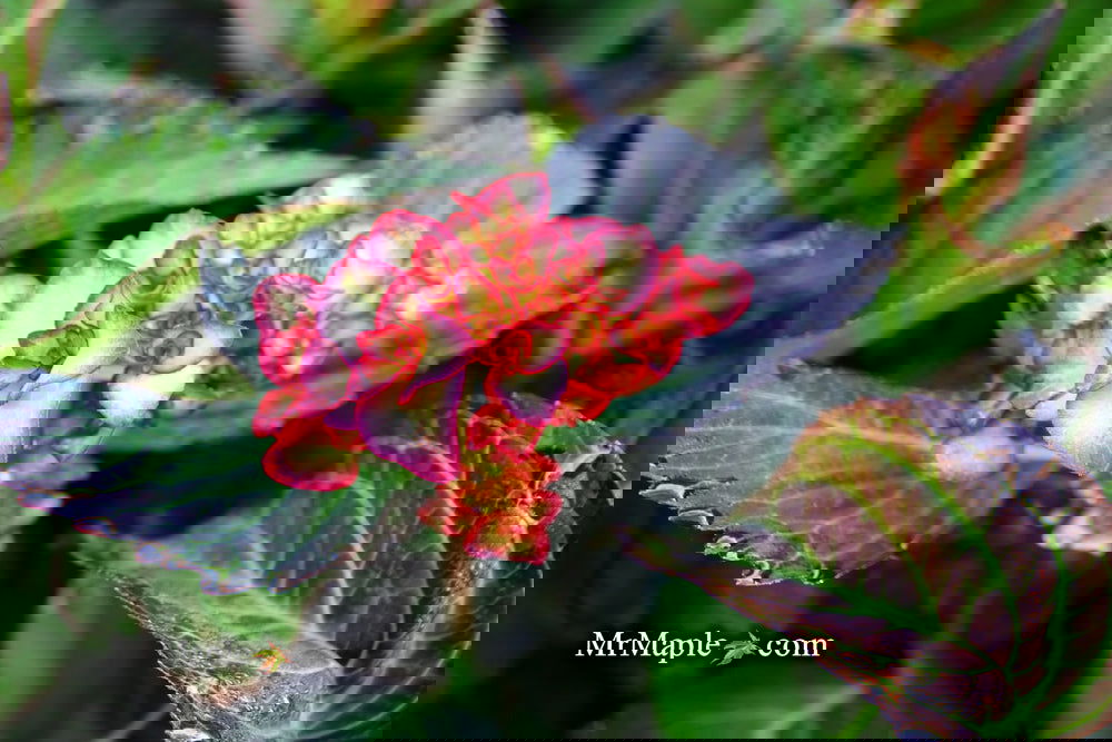 マトファー マジフラワー Hydrangea macrophylla Magical® 'Cerise' Hortmagidace Hydrangea