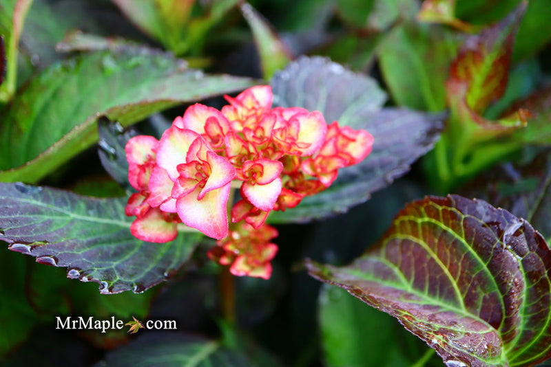- Hydrangea macrophylla 'Miss Saori' Dark Foliage Hydrangea - Mr Maple │ Buy Japanese Maple Trees