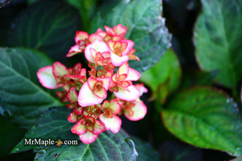 - Hydrangea macrophylla 'Miss Saori' Dark Foliage Hydrangea - Mr Maple │ Buy Japanese Maple Trees