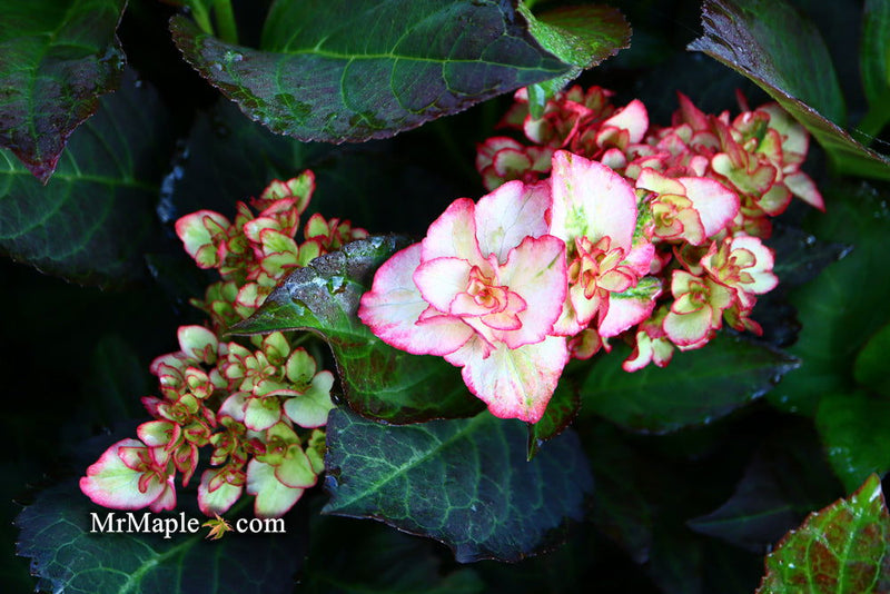 - Hydrangea macrophylla 'Miss Saori' Dark Foliage Hydrangea - Mr Maple │ Buy Japanese Maple Trees