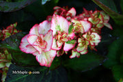 - Hydrangea macrophylla 'Miss Saori' Dark Foliage Hydrangea - Mr Maple │ Buy Japanese Maple Trees
