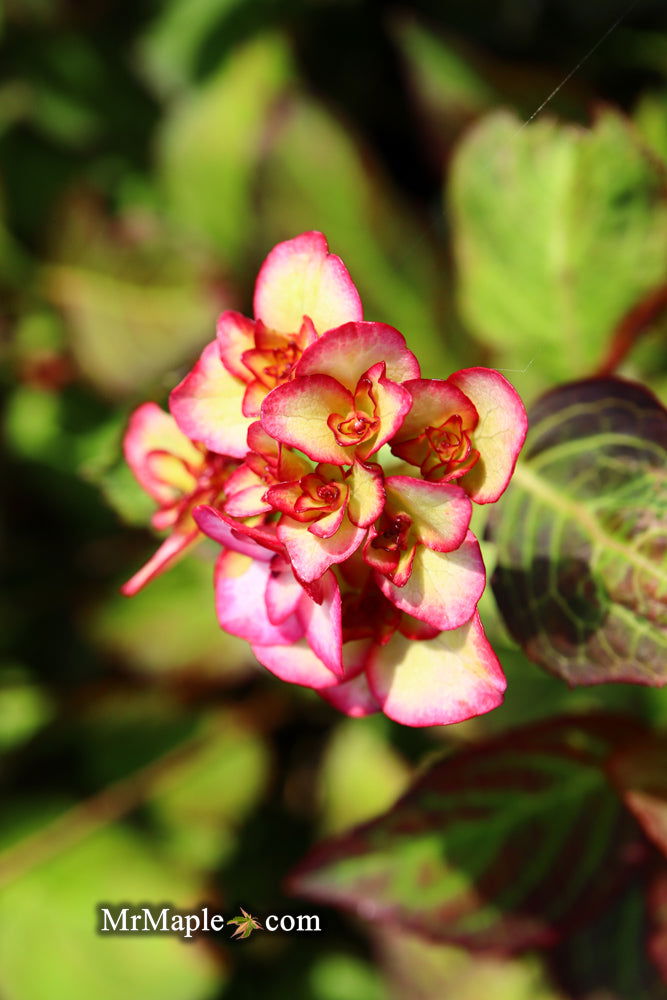 - Hydrangea macrophylla 'Miss Saori' Dark Foliage Hydrangea - Mr Maple │ Buy Japanese Maple Trees