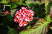 - Hydrangea macrophylla 'Miss Saori' Dark Foliage Hydrangea - Mr Maple │ Buy Japanese Maple Trees