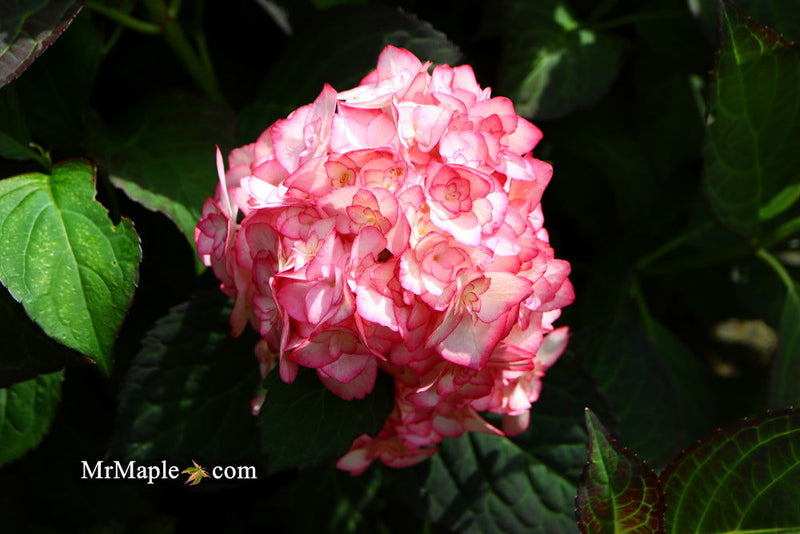 - Hydrangea macrophylla 'Miss Saori' Dark Foliage Hydrangea - Mr Maple │ Buy Japanese Maple Trees