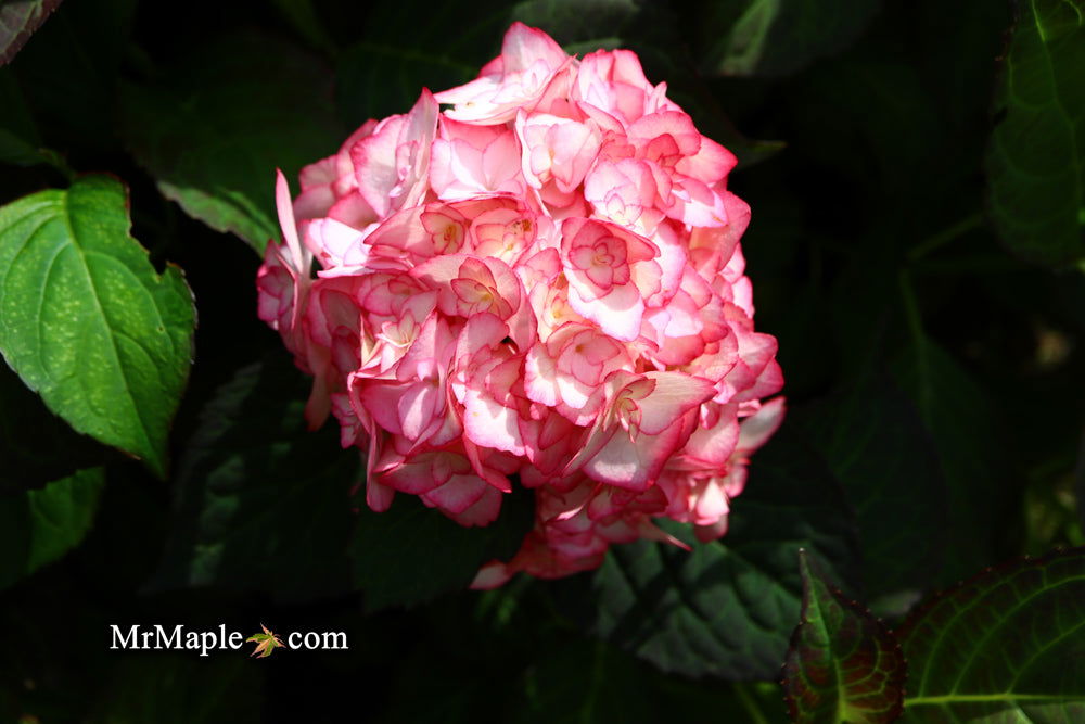 Buy Hydrangea macrophylla 'Miss Saori' Dark Foliage Hydrangea — Mr
