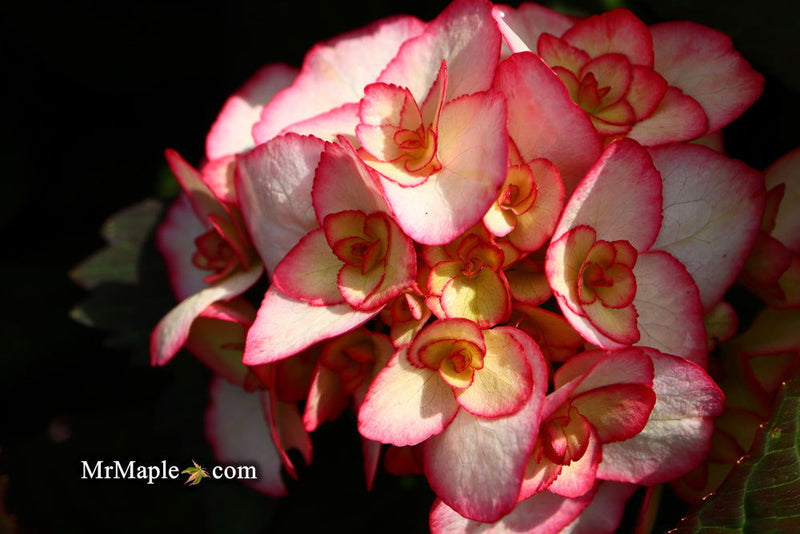 - Hydrangea macrophylla 'Miss Saori' Dark Foliage Hydrangea - Mr Maple │ Buy Japanese Maple Trees