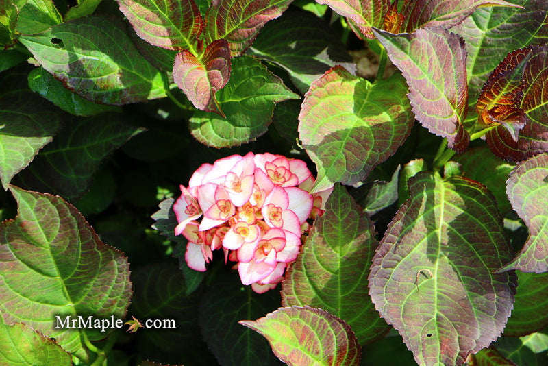 - Hydrangea macrophylla 'Miss Saori' Dark Foliage Hydrangea - Mr Maple │ Buy Japanese Maple Trees