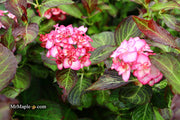 - Hydrangea macrophylla 'Miss Saori' Dark Foliage Hydrangea - Mr Maple │ Buy Japanese Maple Trees