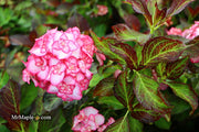 - Hydrangea macrophylla 'Miss Saori' Dark Foliage Hydrangea - Mr Maple │ Buy Japanese Maple Trees
