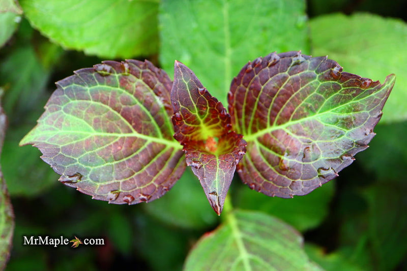 - Hydrangea macrophylla 'Miss Saori' Dark Foliage Hydrangea - Mr Maple │ Buy Japanese Maple Trees