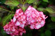 - Hydrangea macrophylla 'Miss Saori' Dark Foliage Hydrangea - Mr Maple │ Buy Japanese Maple Trees