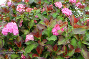 - Hydrangea macrophylla 'Miss Saori' Dark Foliage Hydrangea - Mr Maple │ Buy Japanese Maple Trees