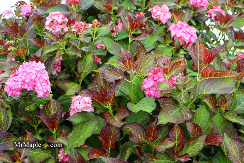 - Hydrangea macrophylla 'Miss Saori' Dark Foliage Hydrangea - Mr Maple │ Buy Japanese Maple Trees