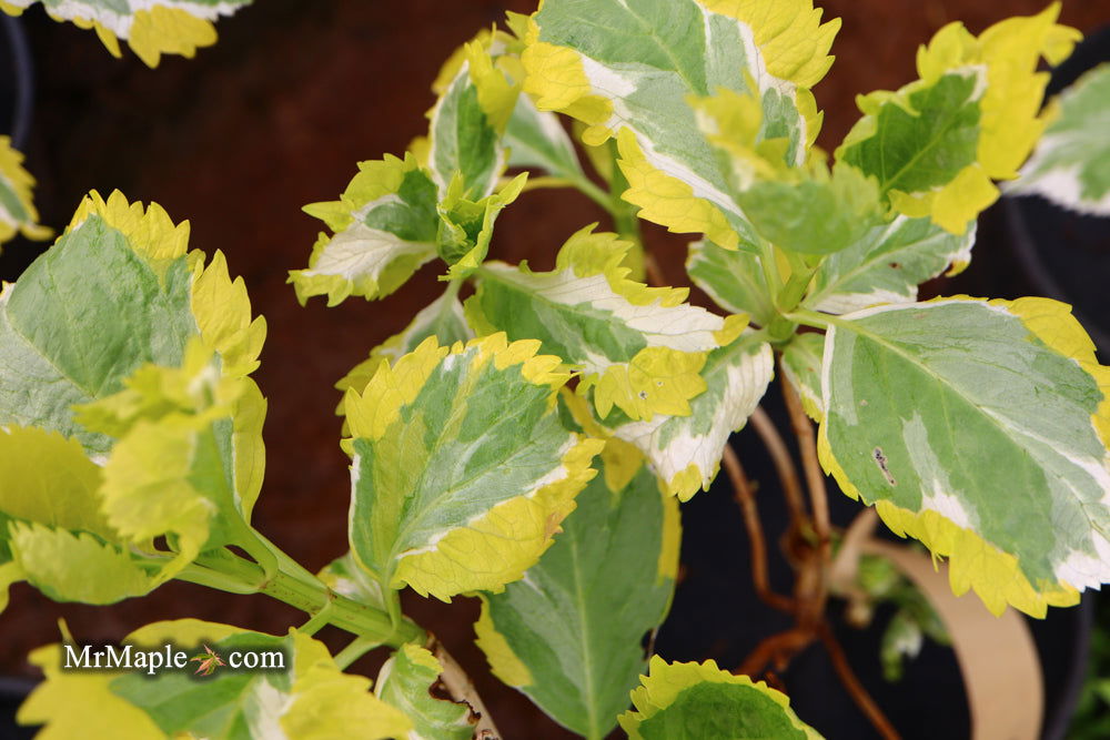 Buy Hydrangea macrophylla 'New Wave' Lacecap Bloom Hydrangea — Mr