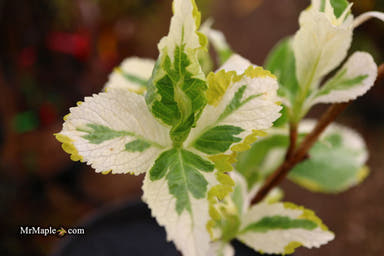 - Hydrangea macrophylla 'New Wave' Hydrangea - Mr Maple │ Buy Japanese Maple Trees