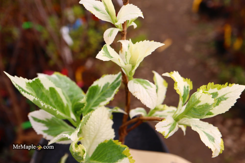 Maple Hydrangea Buy Hydrangea macrophylla 'New Wave' Lacecap Bloom Hydrangea — Mr Maple ...