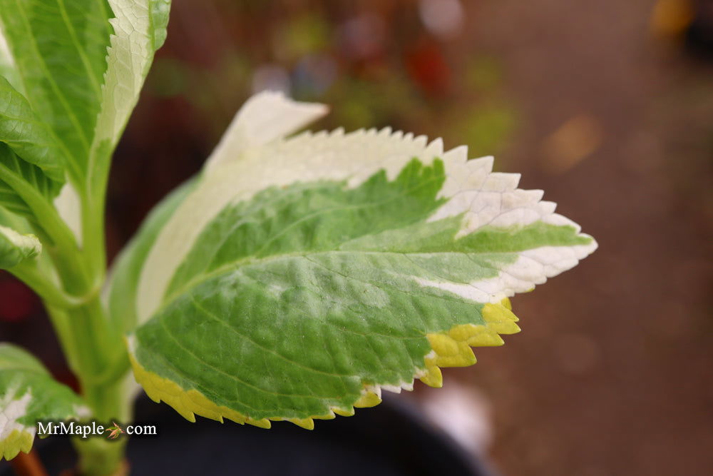 Maple Hydrangea Buy Hydrangea macrophylla 'New Wave' Lacecap Bloom Hydrangea — Mr Maple ...