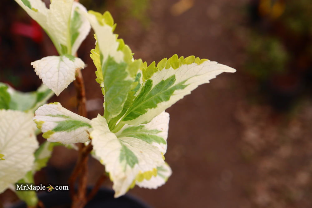 Maple Hydrangea Buy Hydrangea macrophylla 'New Wave' Lacecap Bloom Hydrangea — Mr Maple ...