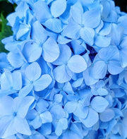 - Hydrangea macrophylla 'Nikko Blue’ Blue Bloom Hydrangea - Mr Maple │ Buy Japanese Maple Trees
