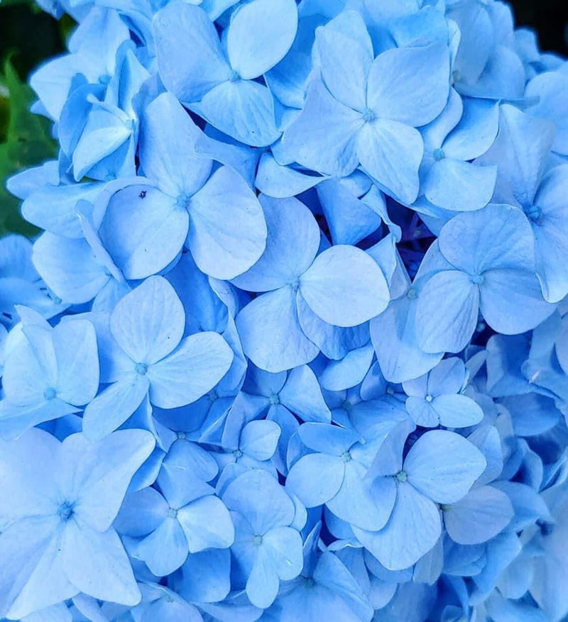 - Hydrangea macrophylla 'Nikko Blue’ Blue Bloom Hydrangea - Mr Maple │ Buy Japanese Maple Trees