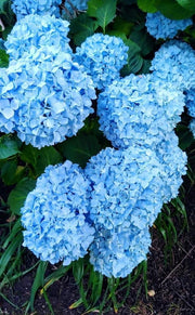 - Hydrangea macrophylla 'Nikko Blue’ Blue Bloom Hydrangea - Mr Maple │ Buy Japanese Maple Trees