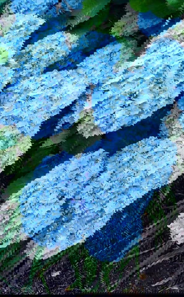 - Hydrangea macrophylla 'Nikko Blue’ Blue Bloom Hydrangea - Mr Maple │ Buy Japanese Maple Trees