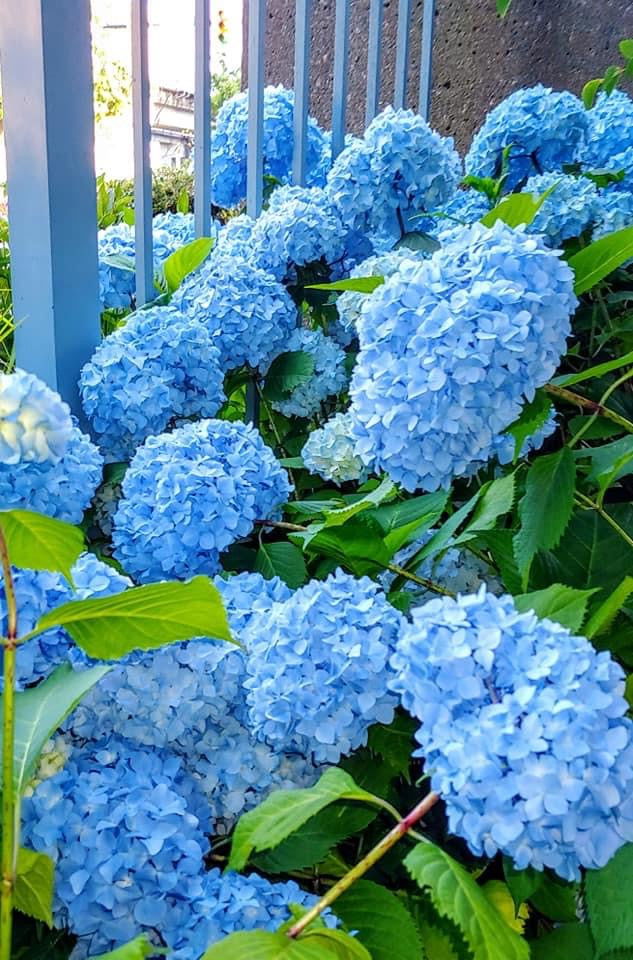 - Hydrangea macrophylla 'Nikko Blue’ Blue Bloom Hydrangea - Mr Maple │ Buy Japanese Maple Trees