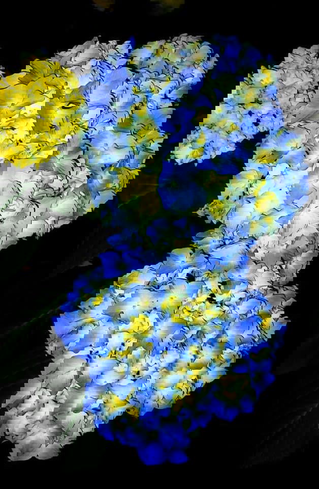 - Hydrangea macrophylla 'Nikko Blue’ Blue Bloom Hydrangea - Mr Maple │ Buy Japanese Maple Trees