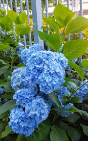 - Hydrangea macrophylla 'Nikko Blue’ Blue Bloom Hydrangea - Mr Maple │ Buy Japanese Maple Trees
