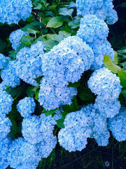 - Hydrangea macrophylla 'Nikko Blue’ Blue Bloom Hydrangea - Mr Maple │ Buy Japanese Maple Trees