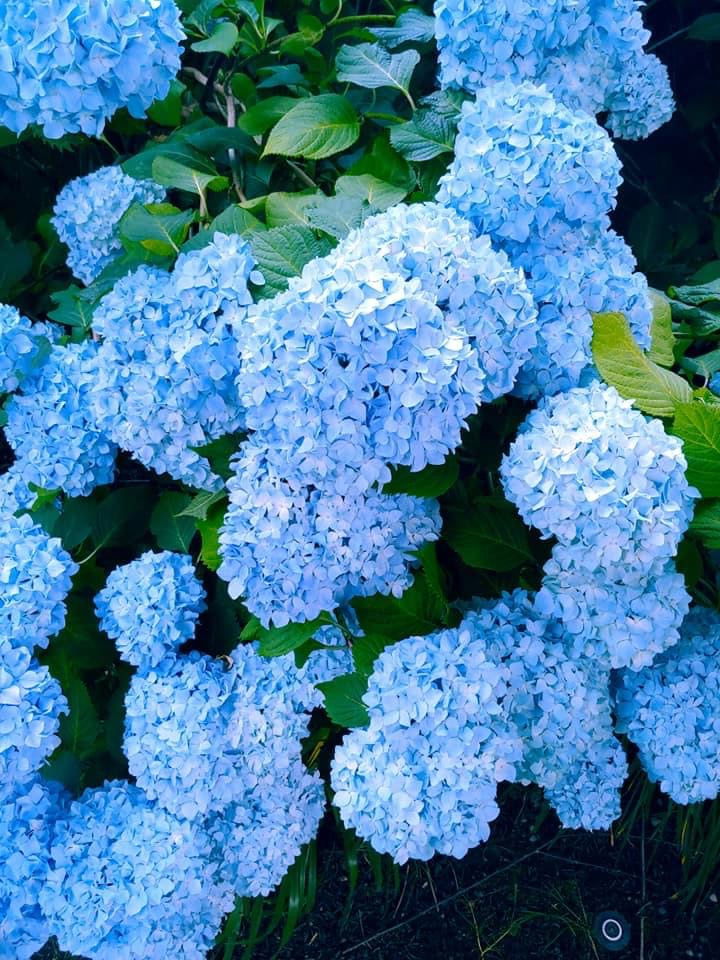 - Hydrangea macrophylla 'Nikko Blue’ Blue Bloom Hydrangea - Mr Maple │ Buy Japanese Maple Trees
