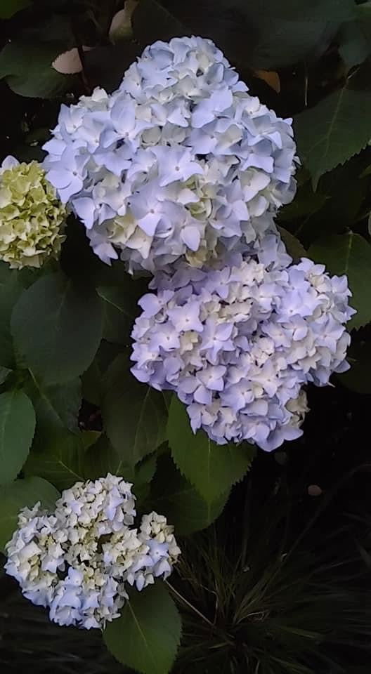 - Hydrangea macrophylla 'Nikko Blue’ Blue Bloom Hydrangea - Mr Maple │ Buy Japanese Maple Trees