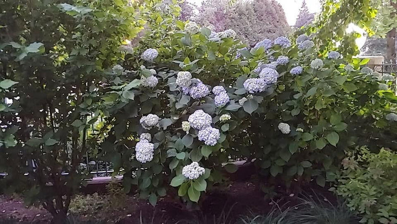 - Hydrangea macrophylla 'Nikko Blue’ Blue Bloom Hydrangea - Mr Maple │ Buy Japanese Maple Trees