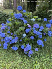 - Hydrangea macrophylla 'Nikko Blue’ Blue Bloom Hydrangea - Mr Maple │ Buy Japanese Maple Trees