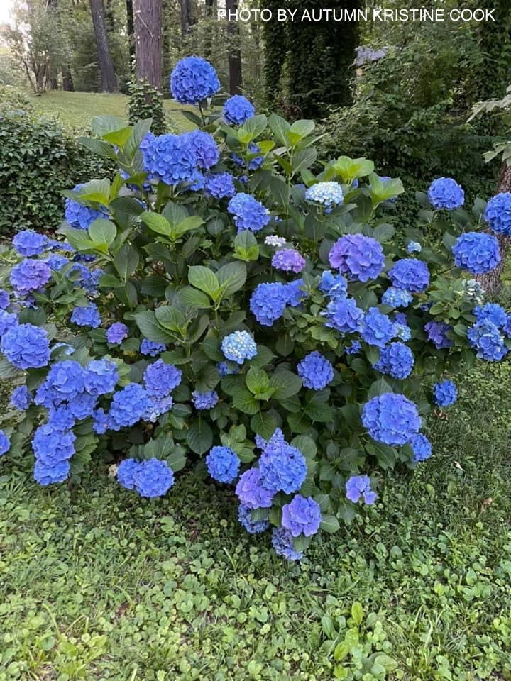 - Hydrangea macrophylla 'Nikko Blue’ Blue Bloom Hydrangea - Mr Maple │ Buy Japanese Maple Trees