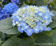- Hydrangea macrophylla 'Nikko Blue’ Blue Bloom Hydrangea - Mr Maple │ Buy Japanese Maple Trees