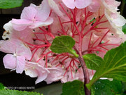- Hydrangea macrophylla ‘Onyx Flamingo’ Black Stem Hydrangea - Mr Maple │ Buy Japanese Maple Trees