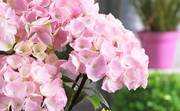 - Hydrangea macrophylla ‘Onyx Flamingo’ Black Stem Hydrangea - Mr Maple │ Buy Japanese Maple Trees