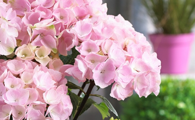 - Hydrangea macrophylla ‘Onyx Flamingo’ Black Stem Hydrangea - Mr Maple │ Buy Japanese Maple Trees