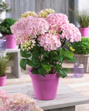 - Hydrangea macrophylla ‘Onyx Flamingo’ Black Stem Hydrangea - Mr Maple │ Buy Japanese Maple Trees