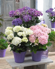 - Hydrangea macrophylla ‘Onyx Flamingo’ Black Stem Hydrangea - Mr Maple │ Buy Japanese Maple Trees