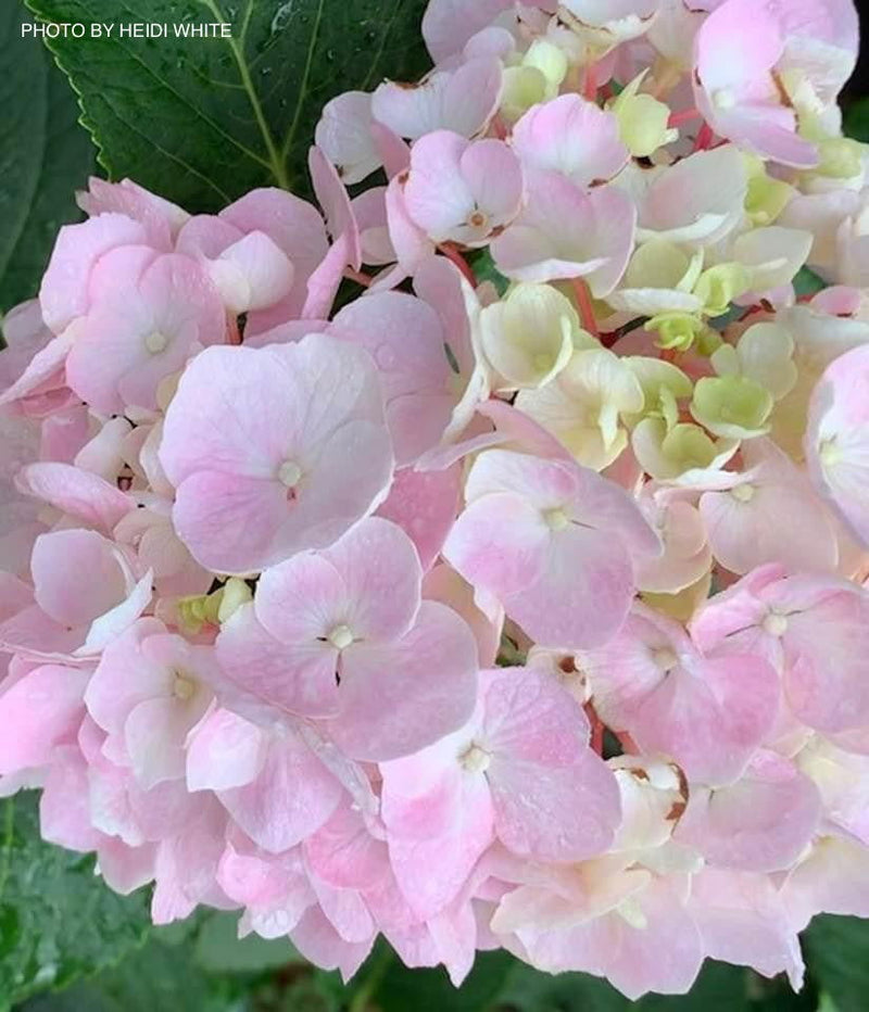 - Hydrangea macrophylla ‘Onyx Flamingo’ Black Stem Hydrangea - Mr Maple │ Buy Japanese Maple Trees