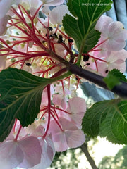 - Hydrangea macrophylla ‘Onyx Flamingo’ Black Stem Hydrangea - Mr Maple │ Buy Japanese Maple Trees