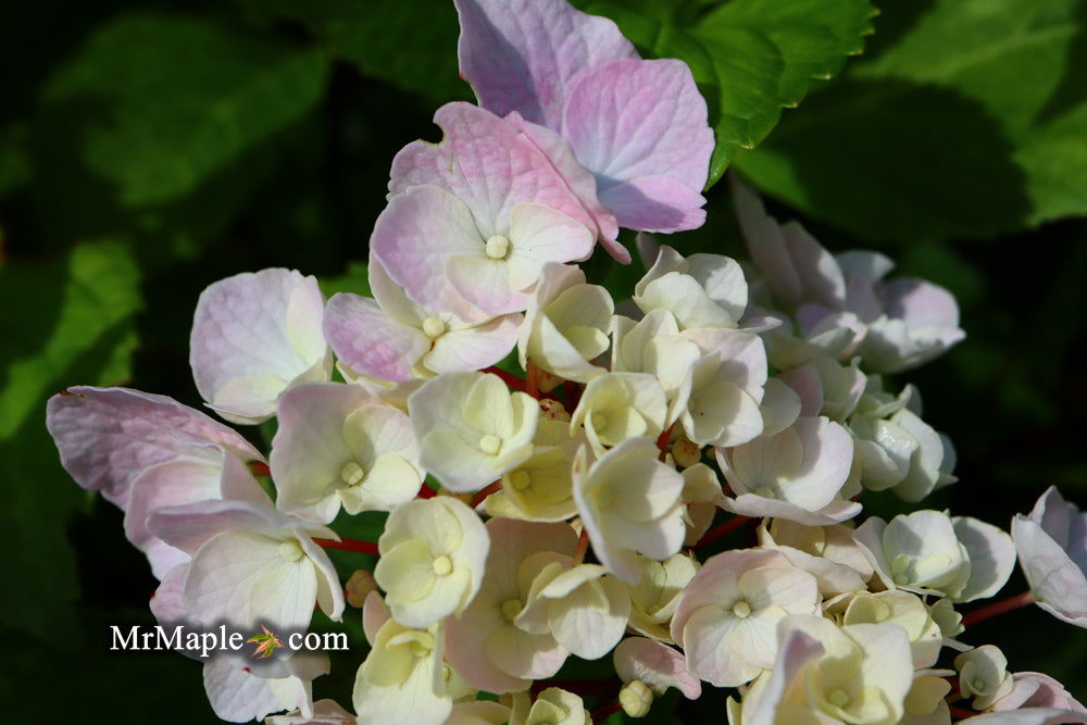 花 micco Buy Hydrangea macrophylla 'Onyx Peacock' Black Stem Hydrangea — Mr